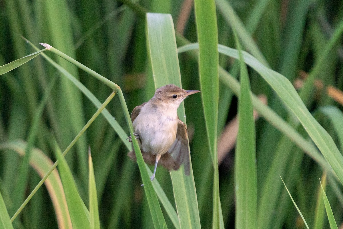 Oriental Reed Warbler - Andy Lee