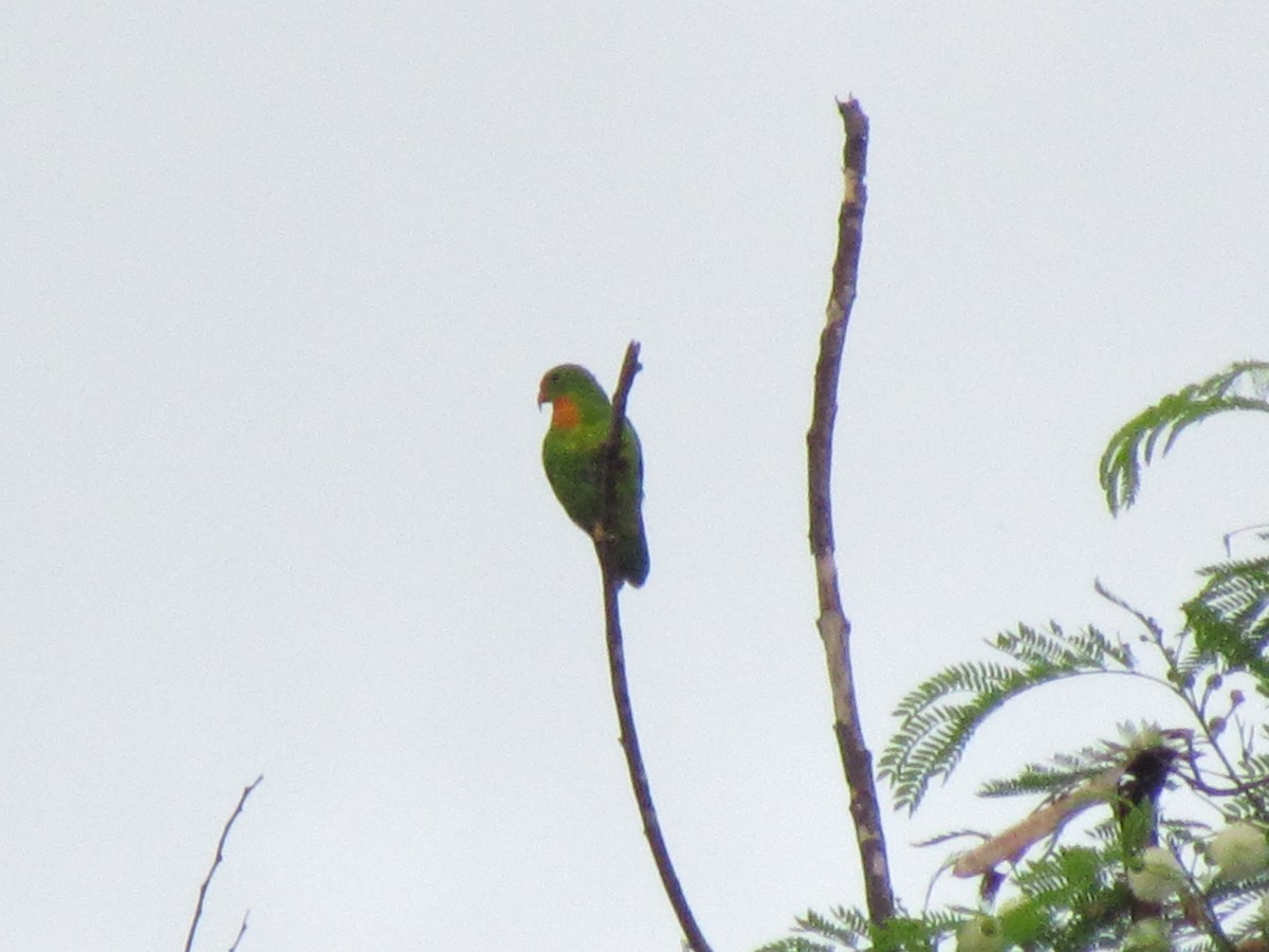 Philippine Hanging-Parrot - ML359750581