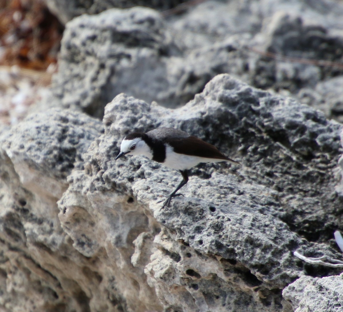 White-fronted Chat - ML359751341