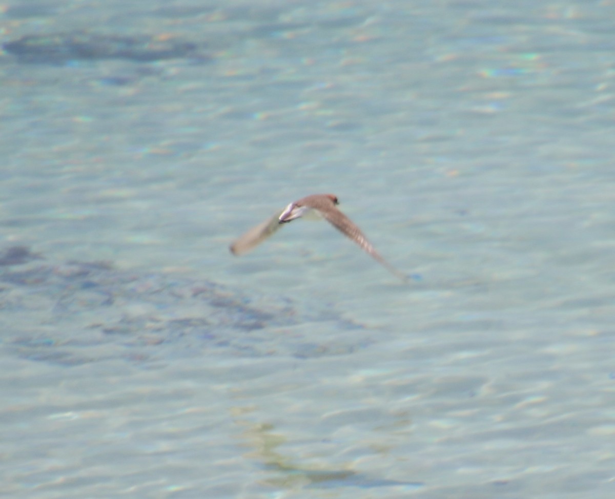 Red-capped Plover - ML359751361