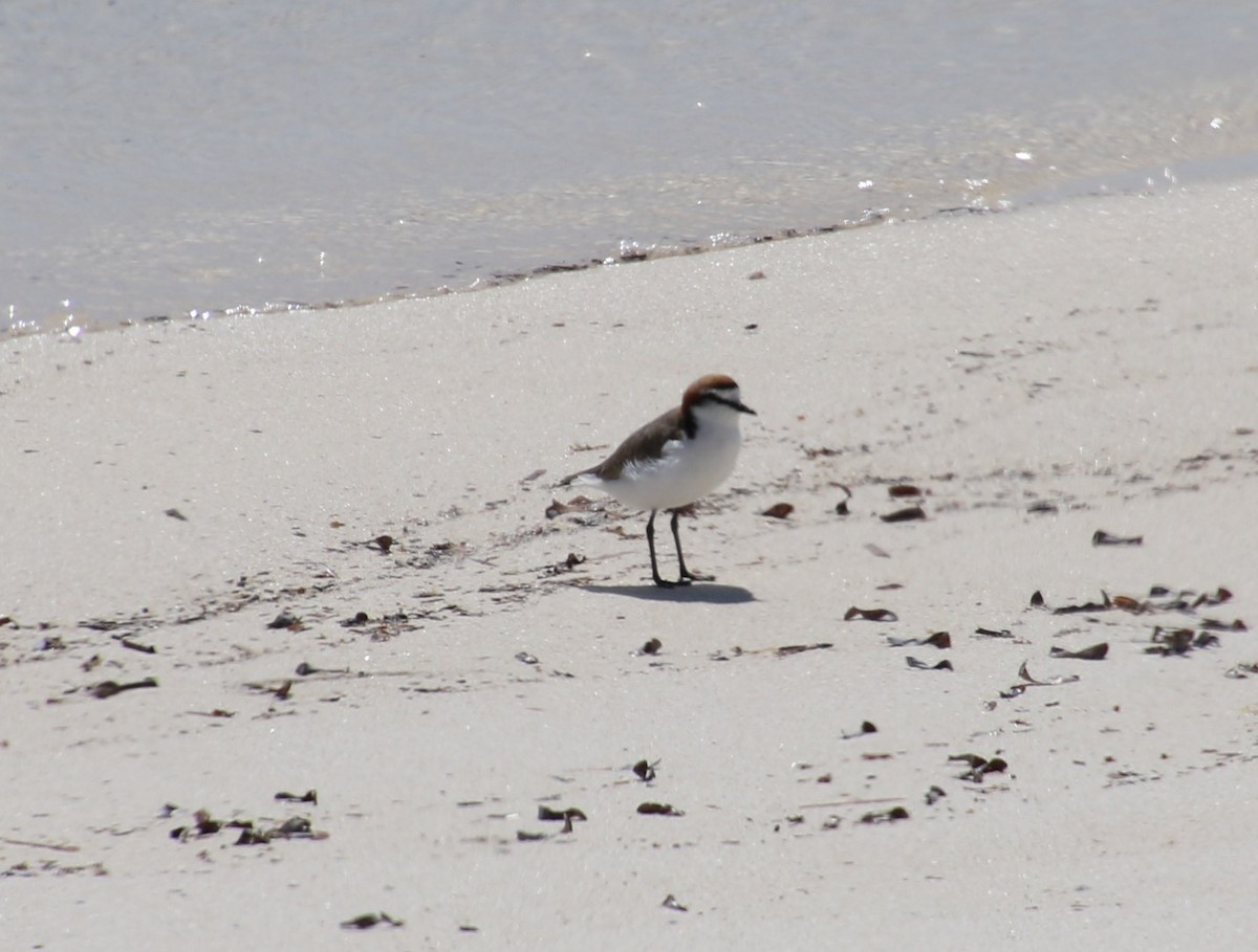 Red-capped Plover - ML359751371
