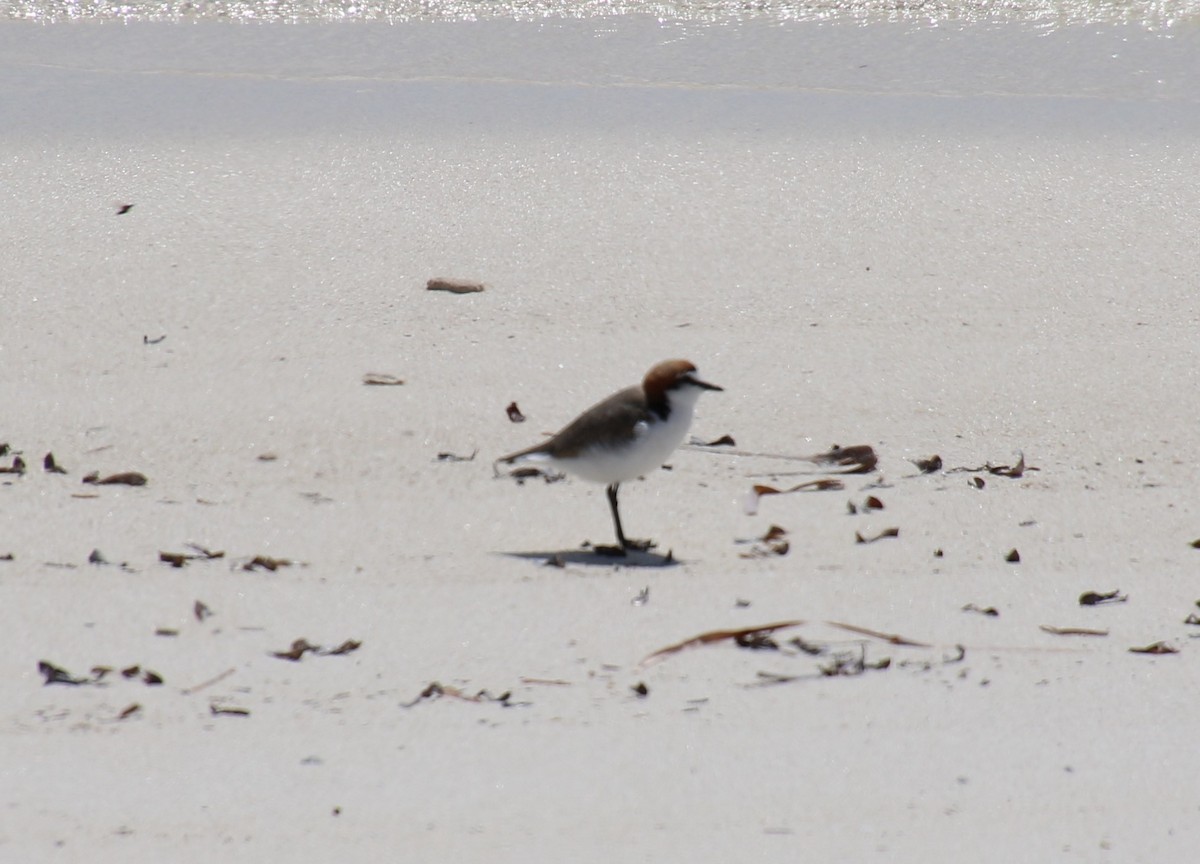 Red-capped Plover - ML359751381