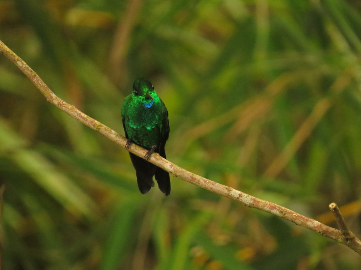 Green-crowned Brilliant - ML35975281