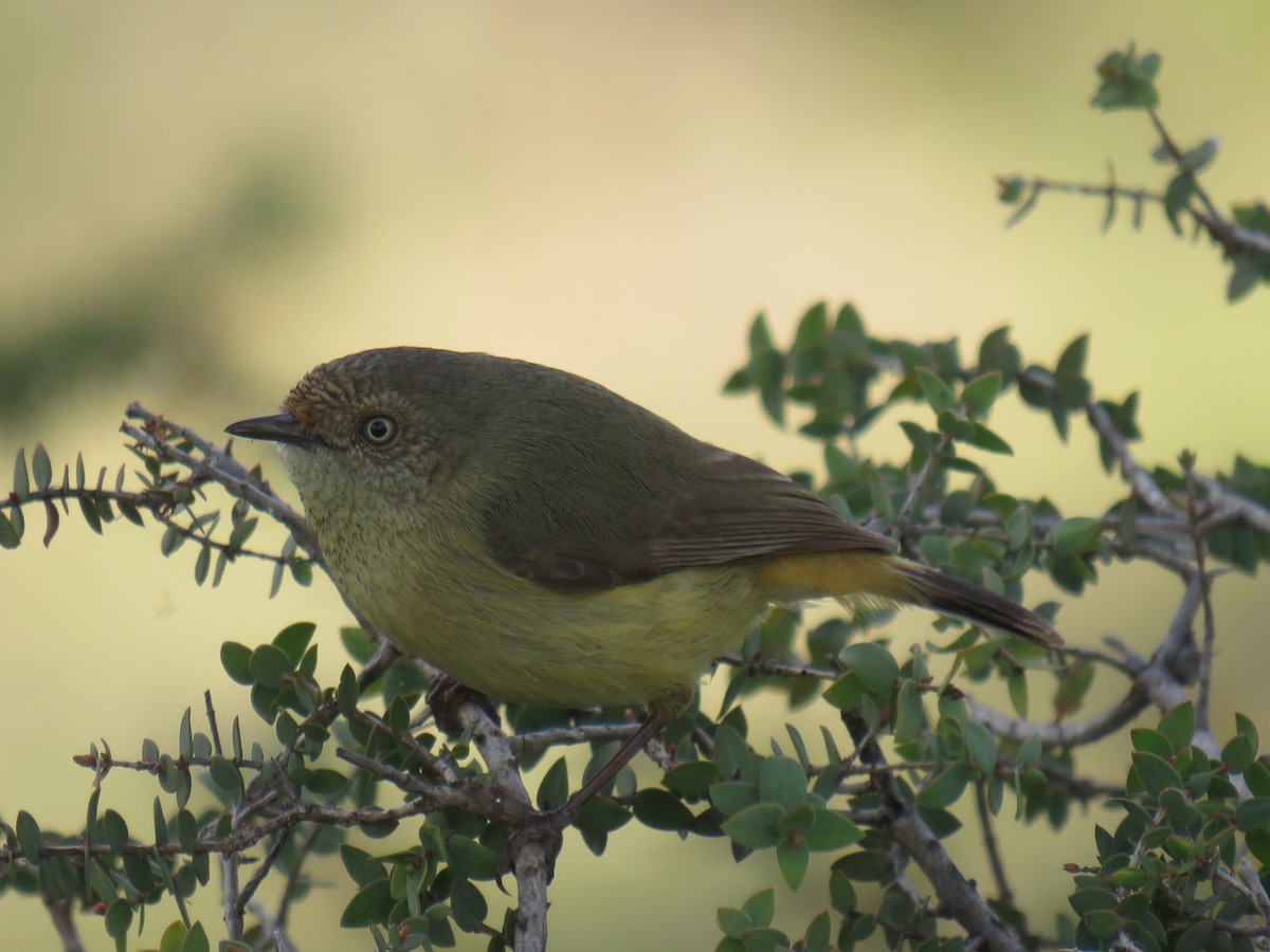 Buff-rumped Thornbill - Rodney Macready