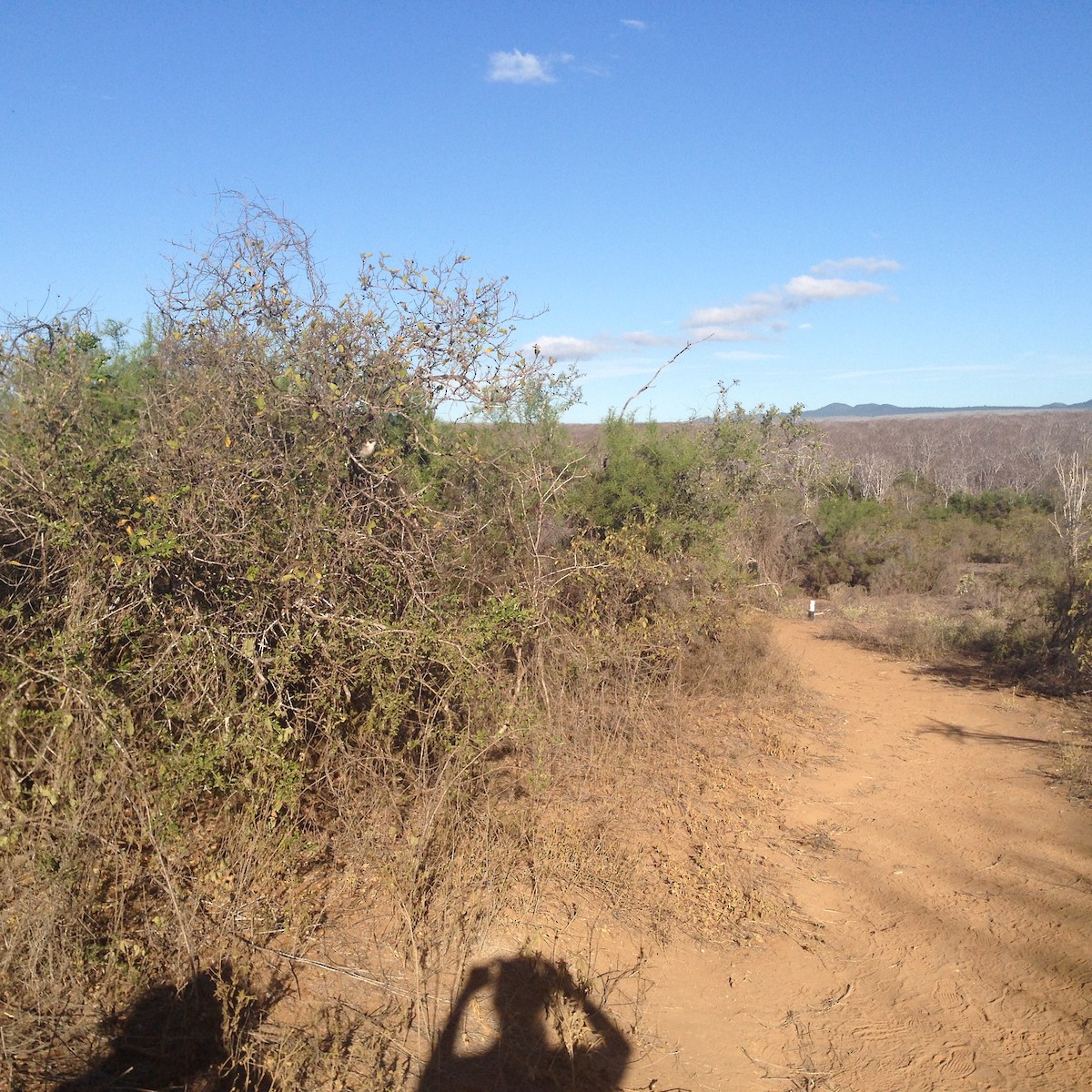 Galapagos Mockingbird - Donna Summers