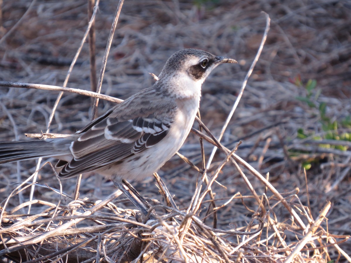 Galapagos Mockingbird - ML35975421