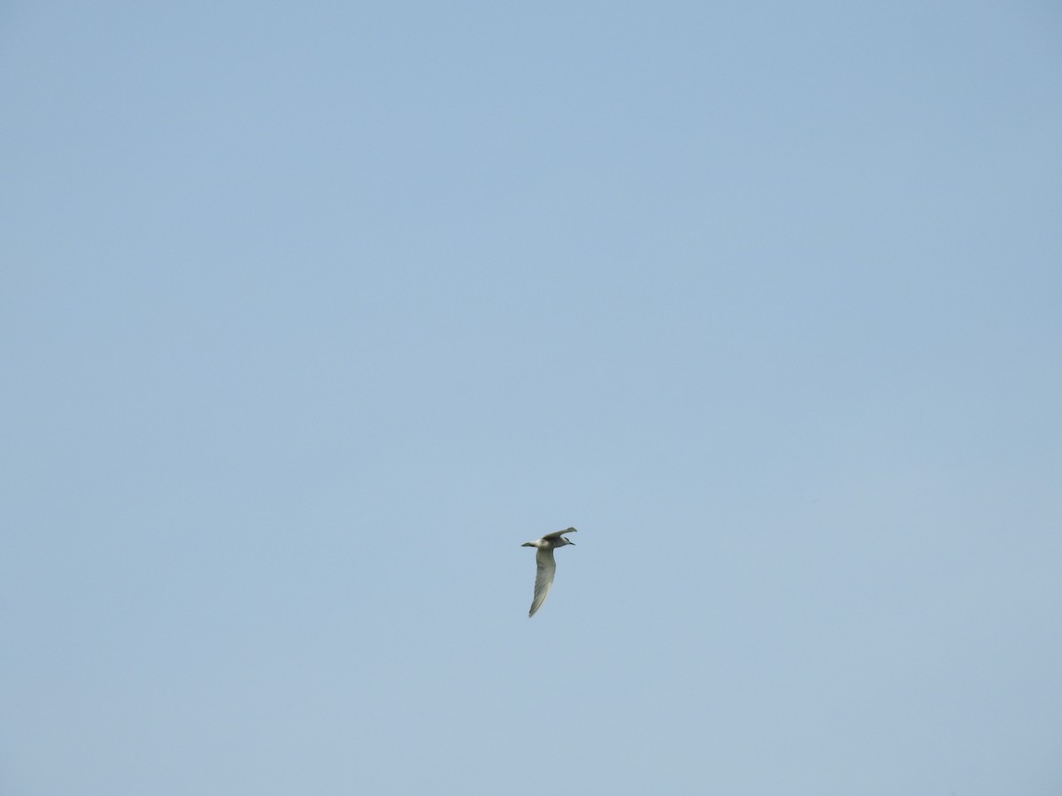 tern sp. - ML359755641