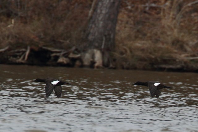 White-winged Scoter - ML35975571