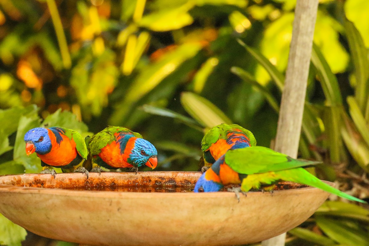 Red-collared Lorikeet - Janis Otto