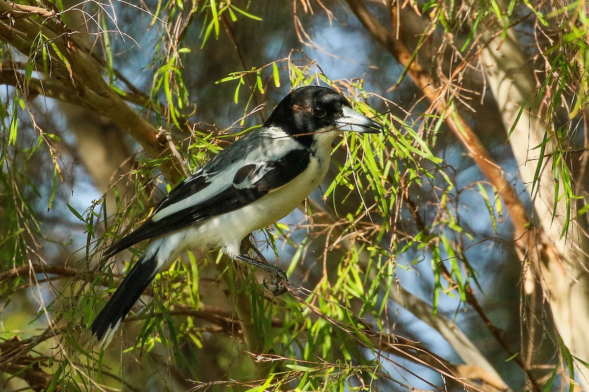 Silver-backed Butcherbird - ML359756071