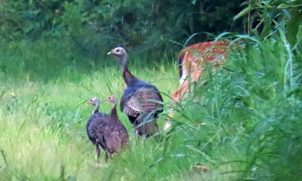 Wild Turkey - ML359756821