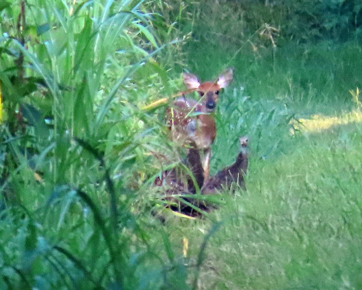 Wild Turkey - ML359756851