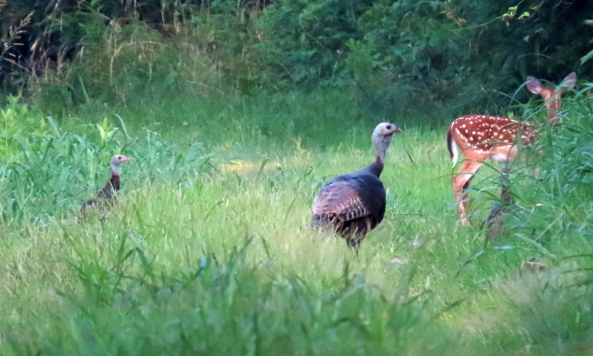 Wild Turkey - ML359756881