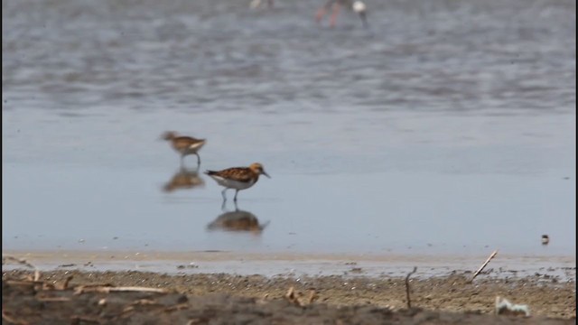 Little Stint - ML359757781