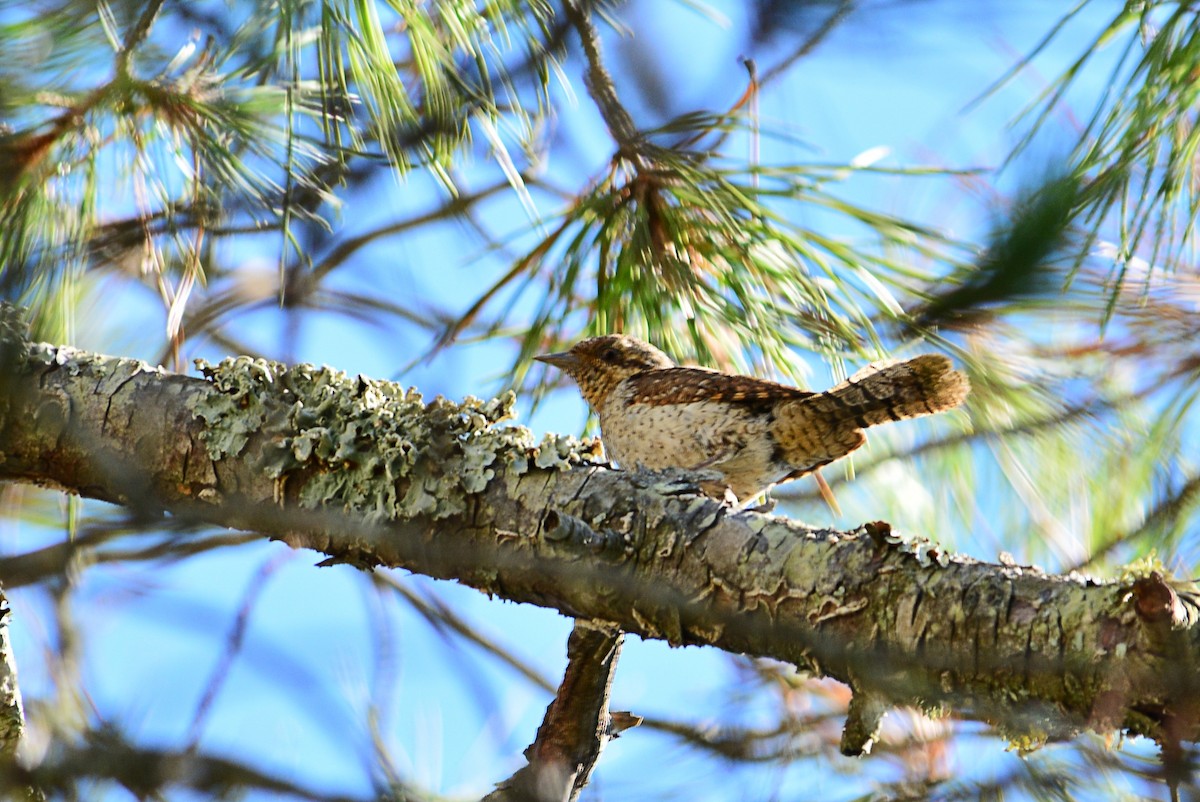 Eurasian Wryneck - ML359758881