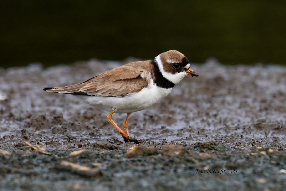 Semipalmated Plover - ML359760091