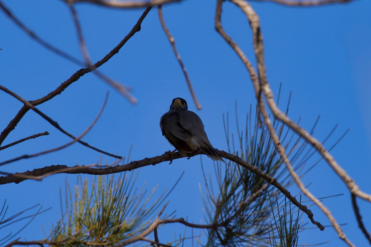 Noisy Miner - ML359760551