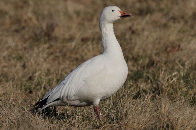 Snow Goose - ML35976181