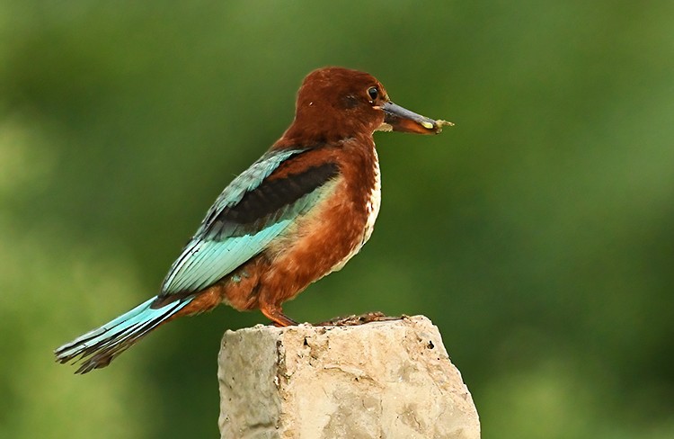 White-throated Kingfisher - Subhash Sapru