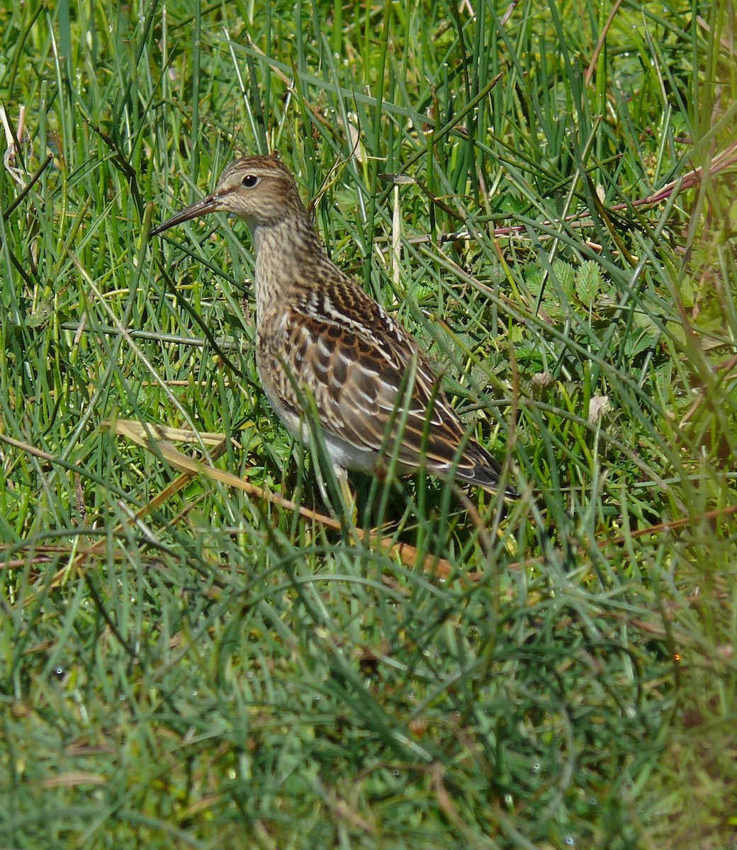 Graubrust-Strandläufer - ML359762671