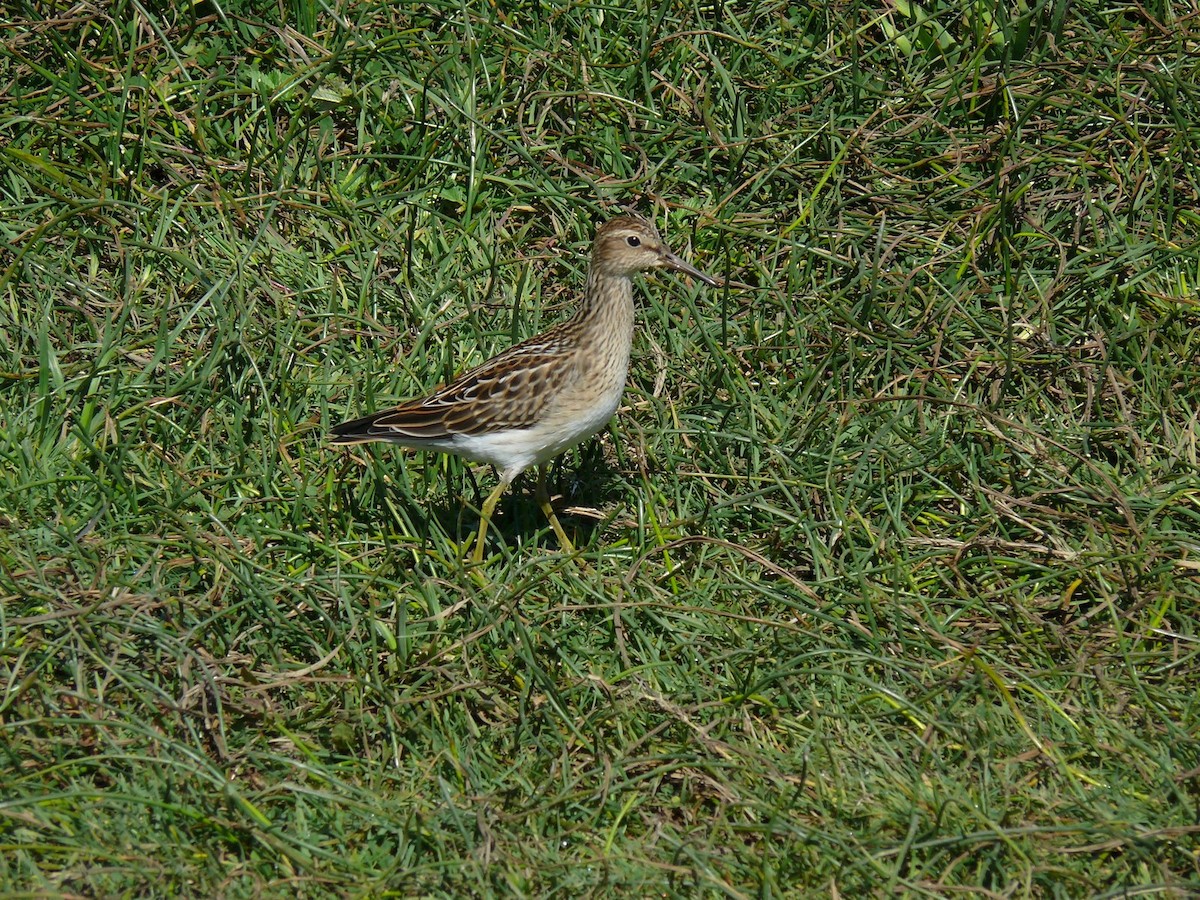 Bécasseau à poitrine cendrée - ML359762681