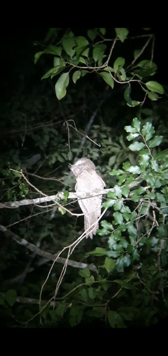 Marbled Frogmouth - ML359764881