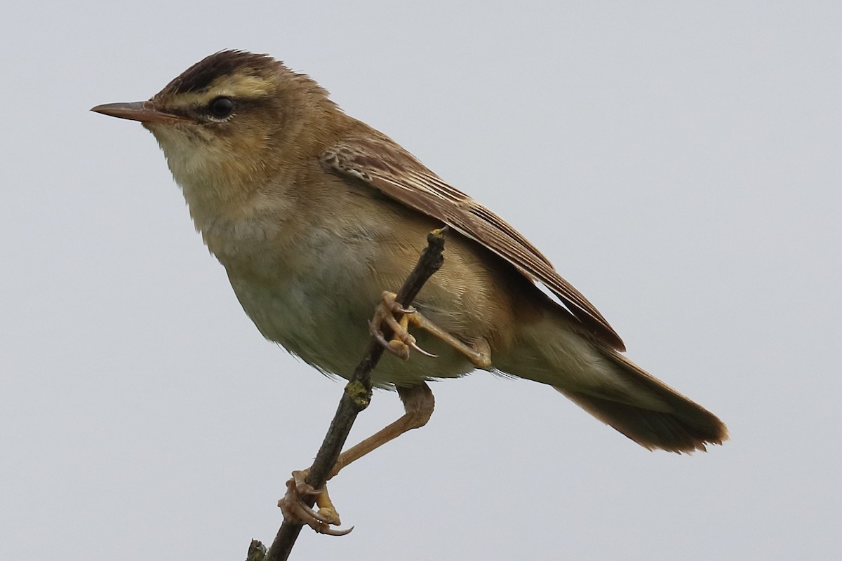 Sedge Warbler - ML359766551