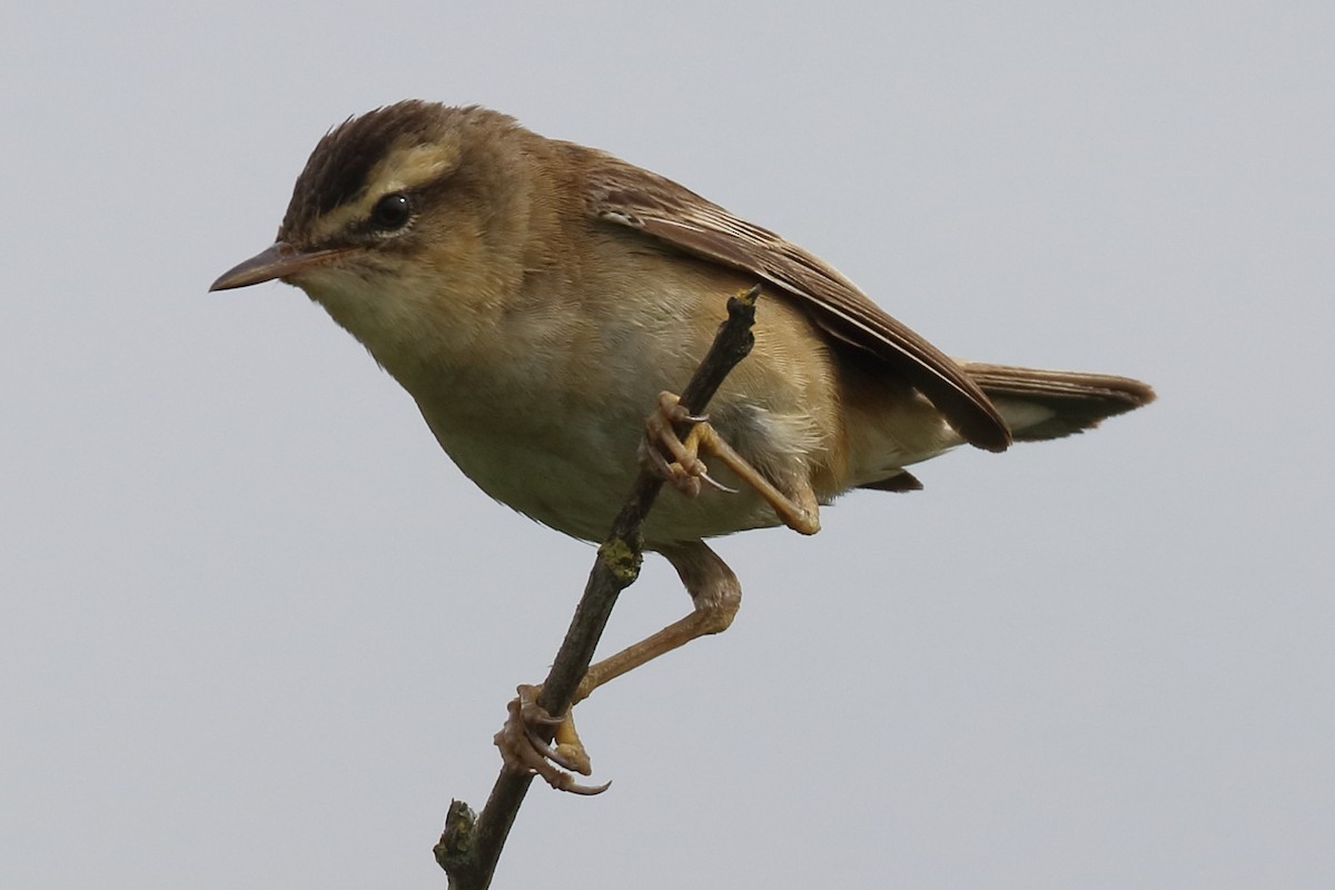 Sedge Warbler - Bruce Kerr