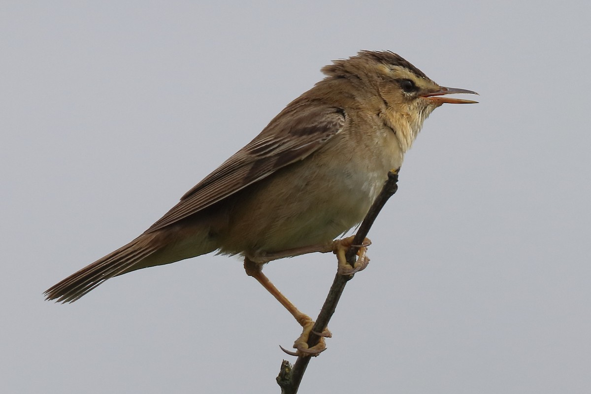 Sedge Warbler - Bruce Kerr