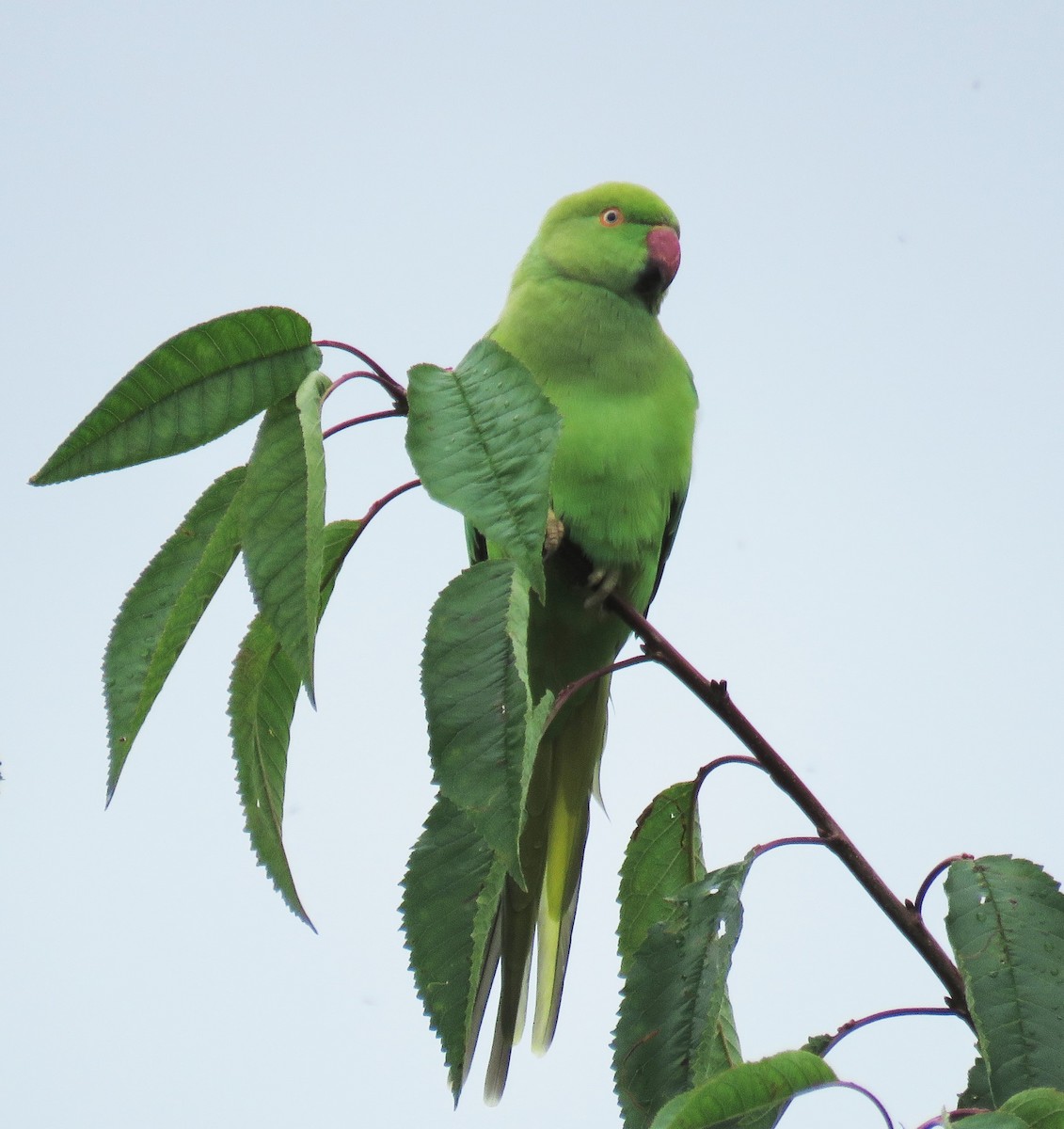 Yeşil Papağan - ML359767861