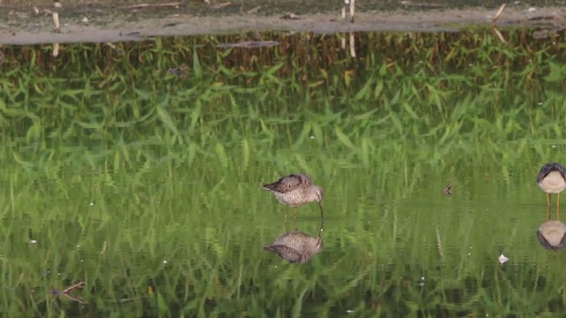 Stilt Sandpiper - ML359769621