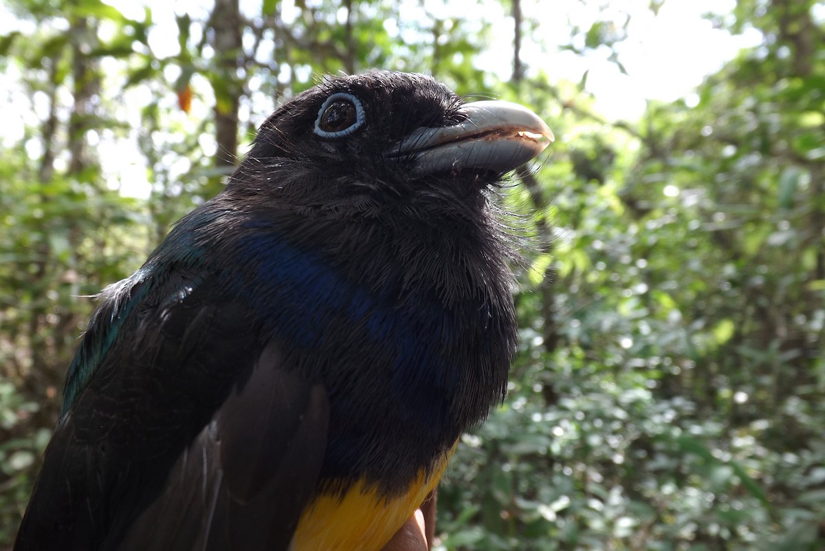 Gartered Trogon - ML359769701