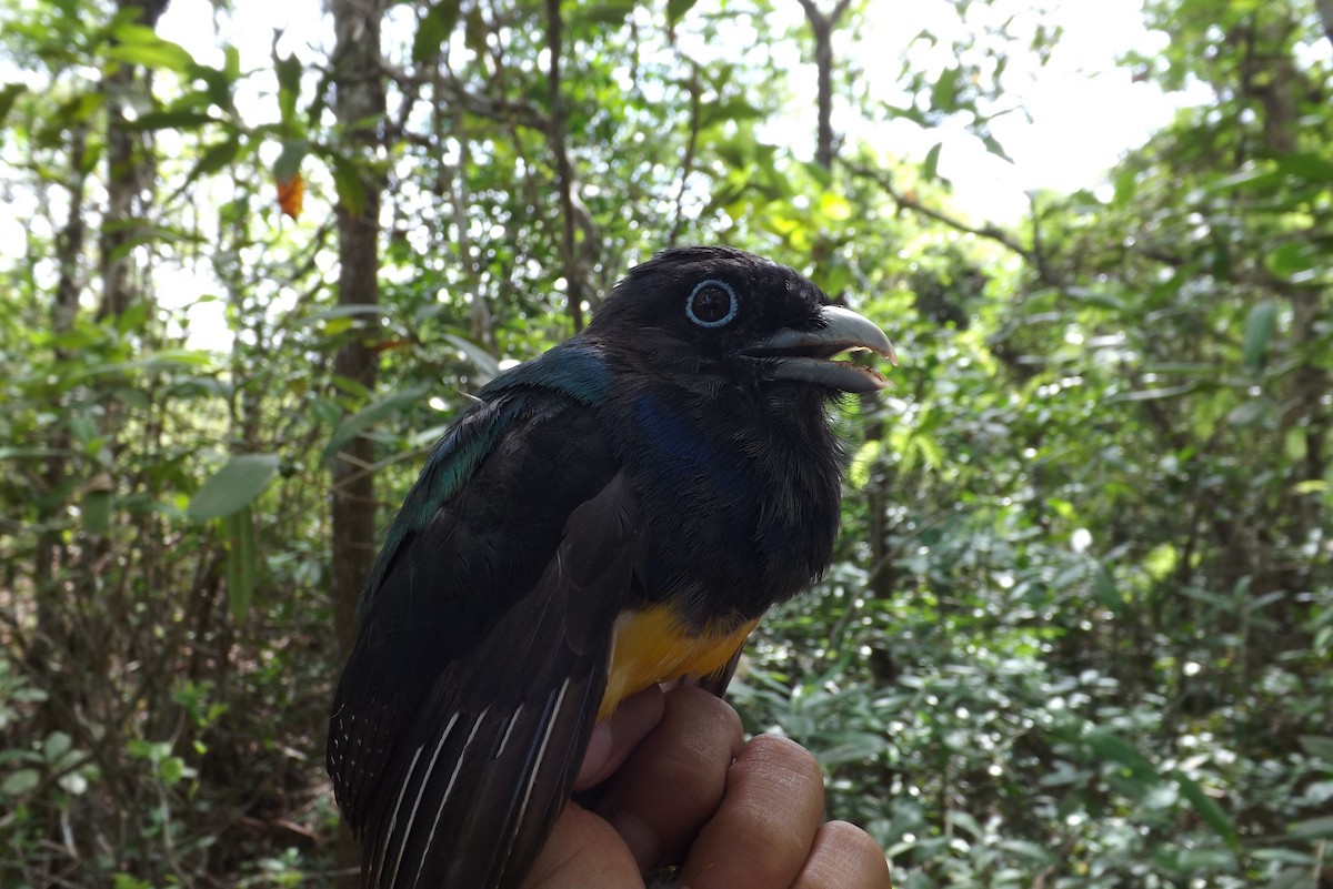 Gartered Trogon - ML359769711