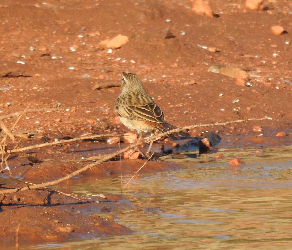 Rufous Songlark - ML359771381