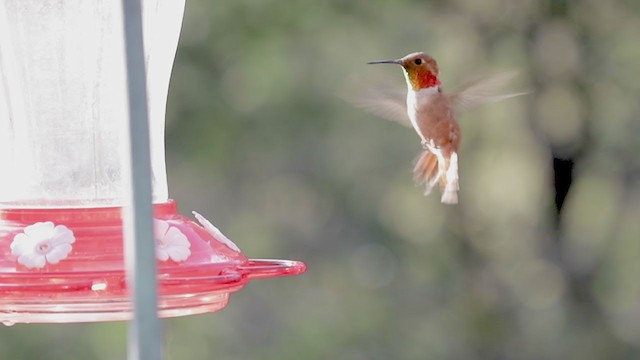 Rufous Hummingbird - ML359771391