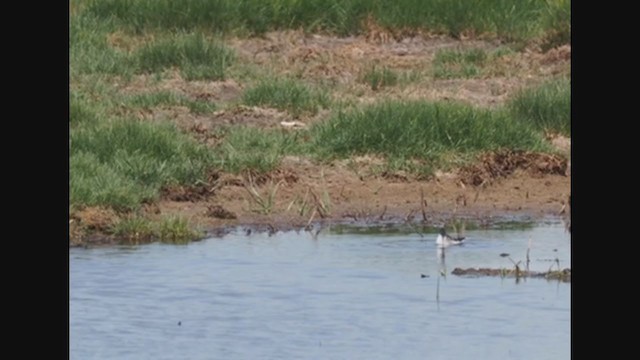 Red-necked Phalarope - ML359771581