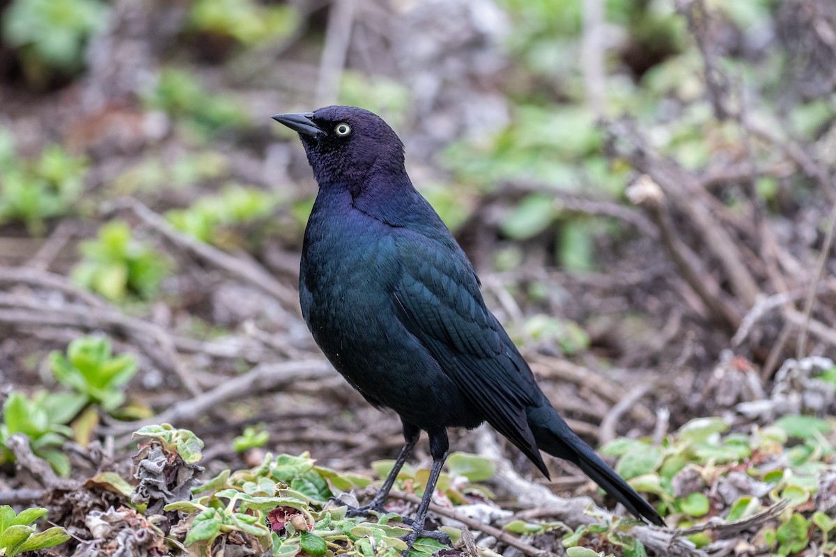 Brewer's Blackbird - Joshua Stacy