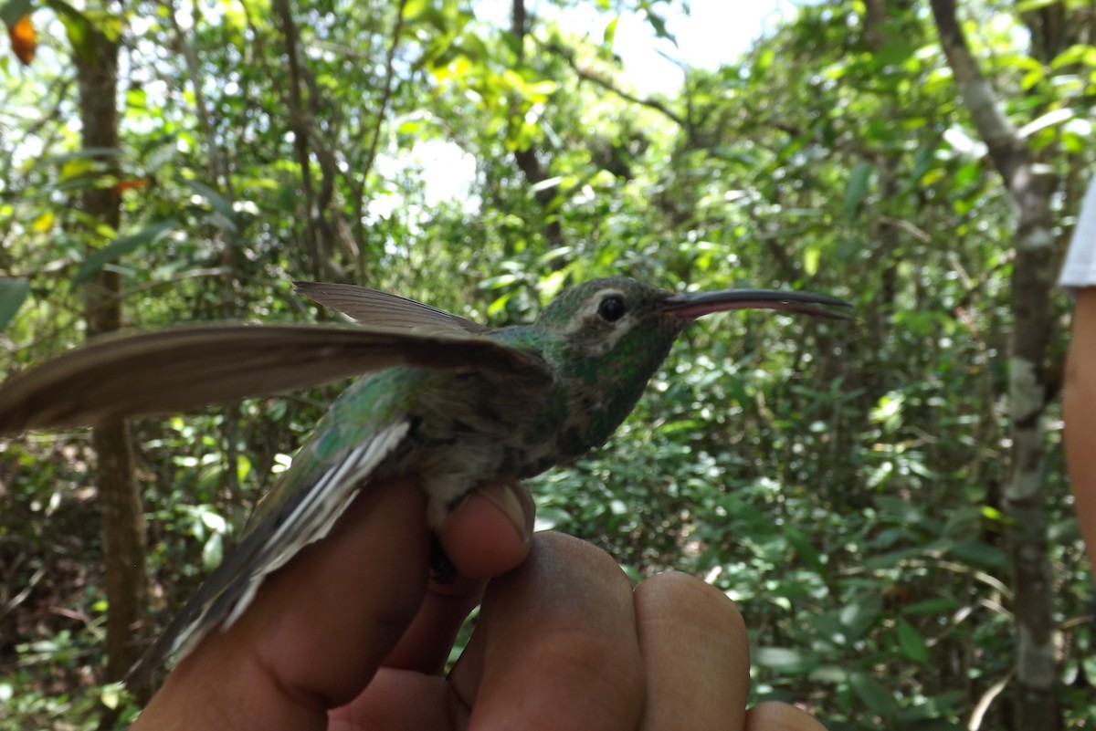 White-tailed Goldenthroat - ML359773751