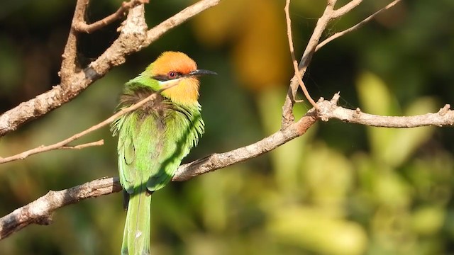 Böhm's Bee-eater - ML359774261