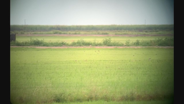 Upland Sandpiper - ML359774931