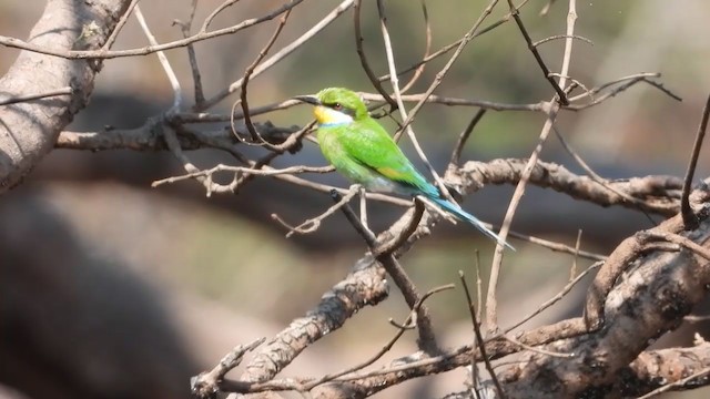 Swallow-tailed Bee-eater - ML359775131