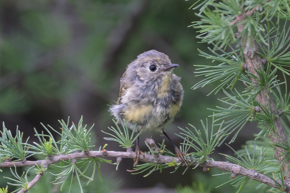 Ruby-crowned Kinglet - Frank King