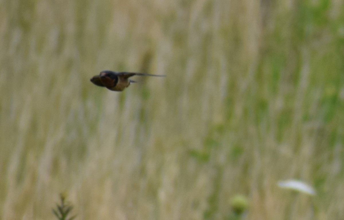 Barn Swallow - David M