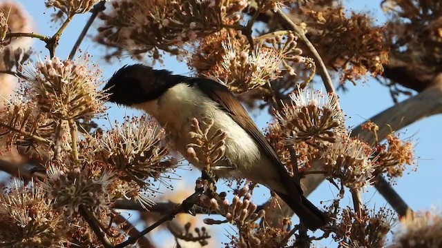 スミレコバシタイヨウチョウ - ML359777121