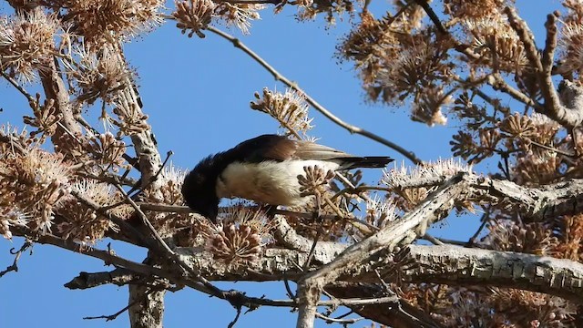 スミレコバシタイヨウチョウ - ML359777171