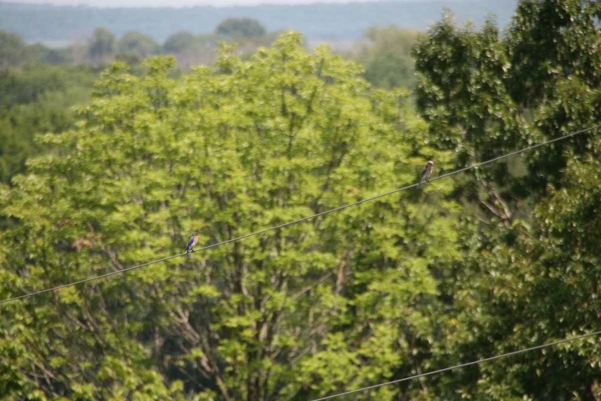 Eastern Bluebird - ML359777211
