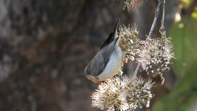 White-breasted Sunbird - ML359778011