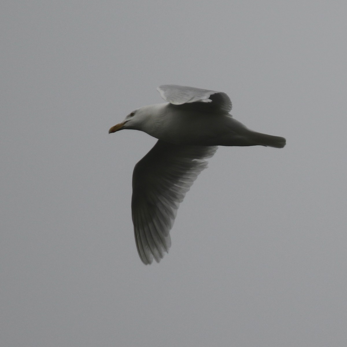 Glaucous Gull - ML359778081