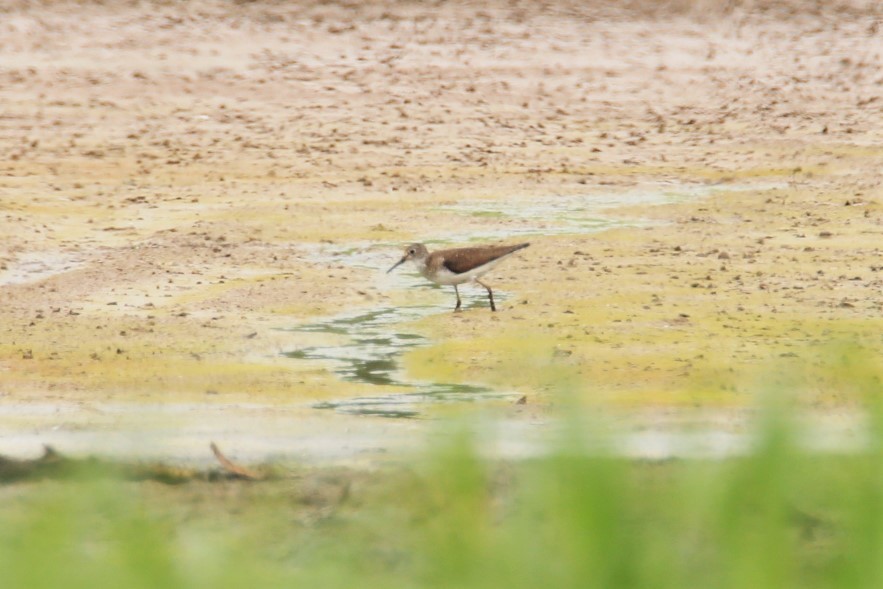 Solitary Sandpiper - ML359778291