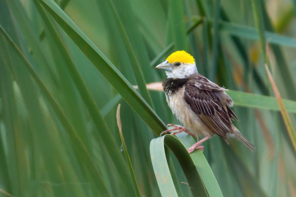 Black-breasted Weaver - Chidananda Urs